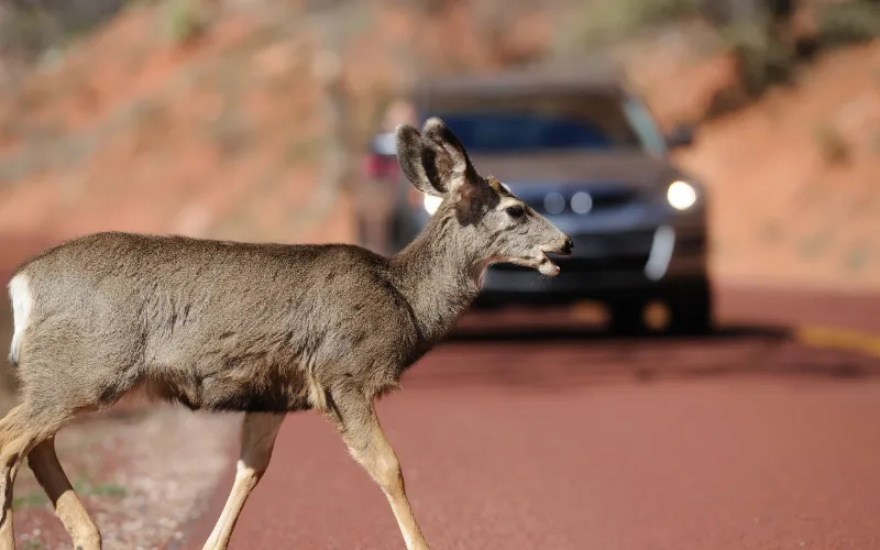 What happens if I hit a deer with my car in Pennsylvania